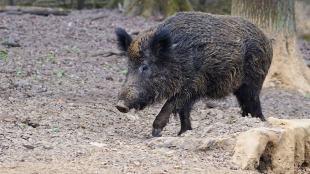 In Belgien ist ein neuer ASP-Fall bei einem Wildtier bekannt geworden. In Belgien ist ein neuer ASP-Fall bei einem Wildtier bekannt geworden.