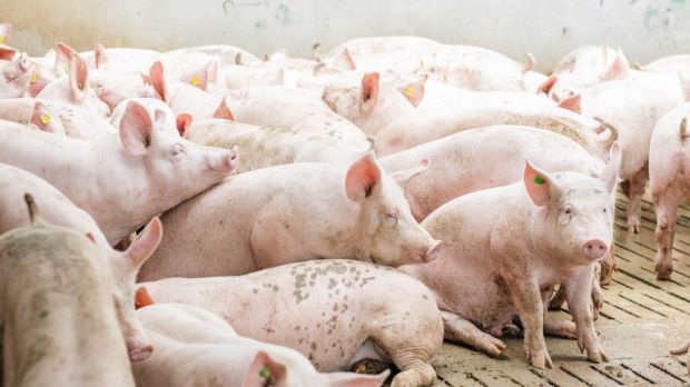 Impfen oder kastrieren? Für diese Frage müssen die Vertragsmäster der Westfleisch eine Antwort finden. Impfen oder kastrieren? Für diese Frage müssen die Vertragsmäster der Westfleisch eine Antwort finden.