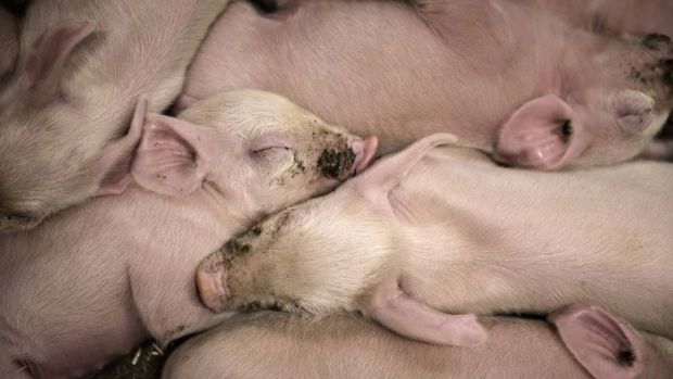 Während Dänemark seine Ferkelexporte weiter steigern konnte, sanken die Schweinefleischexporte auf den EU-Markt. Während Dänemark seine Ferkelexporte weiter steigern konnte, sanken die Schweinefleischexporte auf den EU-Markt.