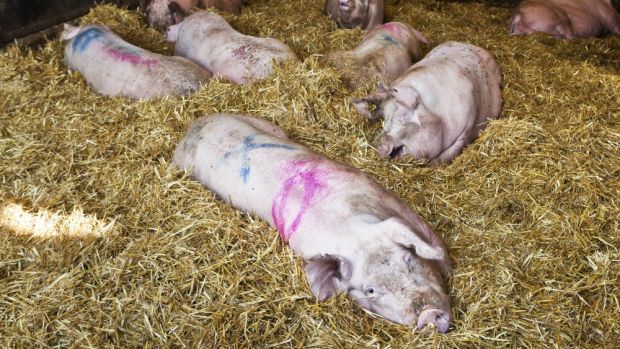 Beim Umgang mit landwirtschaftlichen Nutztieren erreicht Schweden ein "B", während Deutschland mit einem "D" bewertet wird. Beim Umgang mit landwirtschaftlichen Nutztieren erreicht Schweden ein "B", während Deutschland mit einem "D" bewertet wird.