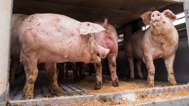 Die Agrarminister der EU-Länder fordern strengere Regeln für Tiertransporte. Die Agrarminister der EU-Länder fordern strengere Regeln für Tiertransporte.