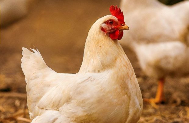 Aldi hat sich als erster großer Lebensmittelhändler in Deutschland der Europäischen Masthuhn-Initiative angeschlossen. Aldi hat sich als erster großer Lebensmittelhändler in Deutschland der Europäischen Masthuhn-Initiative angeschlossen.