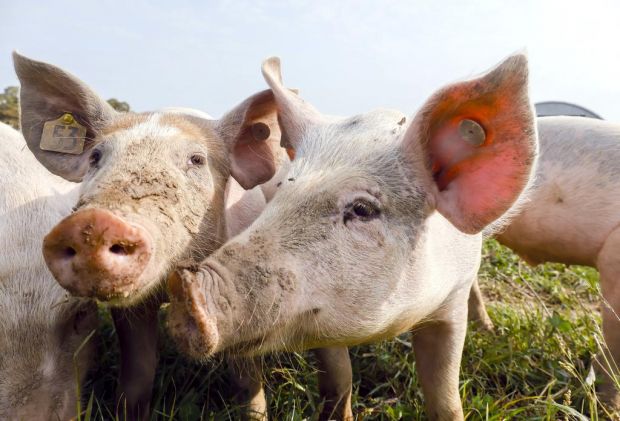 In der Schweinemast setzen die belgischen Landwirte immer weniger Antibiotika ein. In der Schweinemast setzen die belgischen Landwirte immer weniger Antibiotika ein.