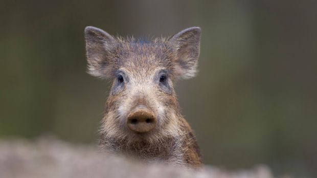 Aus dem belgischen Wildschweinbestand konnte das ASP-Virus offenbar verdrängt werden. Aus dem belgischen Wildschweinbestand konnte das ASP-Virus offenbar verdrängt werden.