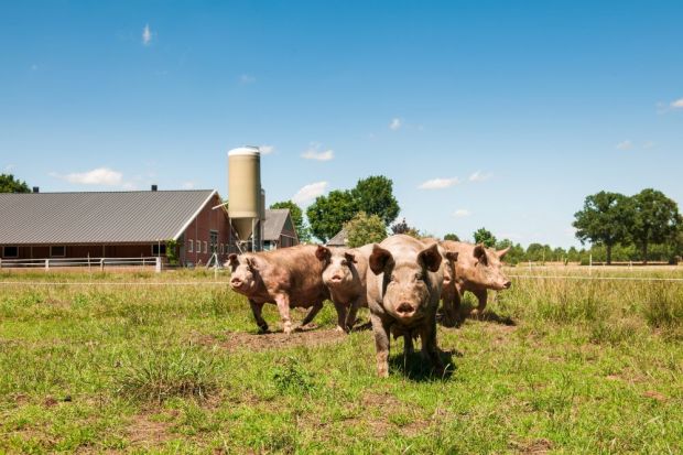 Die Schweine von De Groene Weg werden artgerecht gehalten. Die Schweine von De Groene Weg werden artgerecht gehalten.