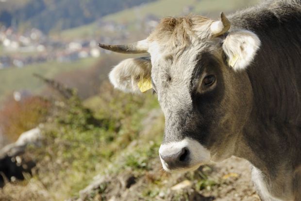 Besonders stark stiegen die Preise für Jungbullen in Italien. Besonders stark stiegen die Preise für Jungbullen in Italien.
