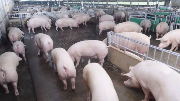In mehr als der Hälfte der untersuchten Betriebe wurden ganzjährig Infektionen mit Influenzaviren nachgewiesen. In mehr als der Hälfte der untersuchten Betriebe wurden ganzjährig Infektionen mit Influenzaviren nachgewiesen.