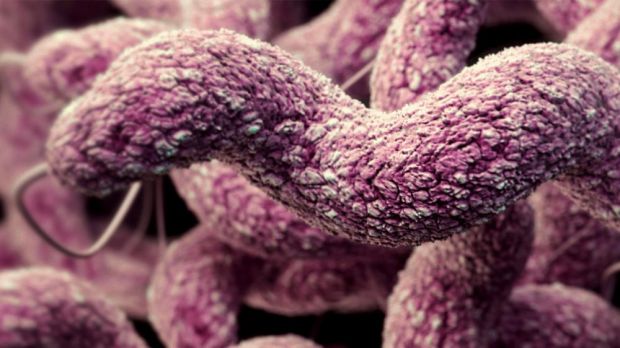 Die Belastung von Masthähnchen mit Campylobacter hat sich nicht verbessert. Die Belastung von Masthähnchen mit Campylobacter hat sich nicht verbessert.