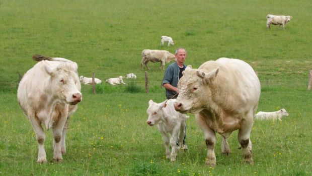 Charolais-Herde auf der Weide in La Loge-aux-Chèvres (Département Aube). Charolais-Herde auf der Weide in La Loge-aux-Chèvres (Département Aube).
