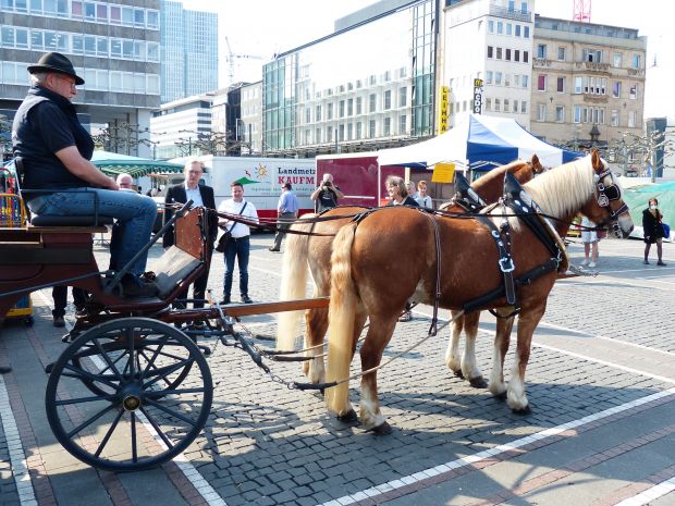 Im Radius von drei Kilometern werden die Spezialitäten vom Frankfurter Wochenmarkt an der Konstablerwache per Kutsche ausgeliefert. Hinter dem Gespann: Stadtrat Markus Frank. Im Radius von drei Kilometern werden die Spezialitäten vom Frankfurter Wochenmarkt an der Konstablerwache per Kutsche ausgeliefert. Hinter dem Gespann: Stadtrat Markus Frank.