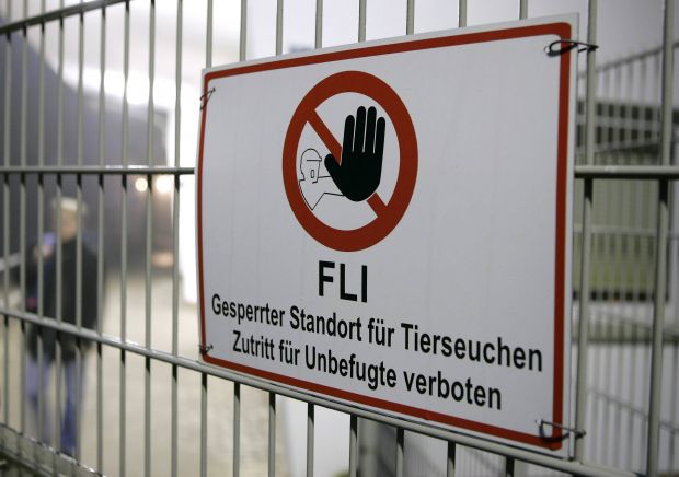Als Bundesforschungsinstitut für Tiergesundheit arbeitet das Friedrich-Loeffler-Institut (FLI) an hochansteckenden Tierseuchen wie Maul- und Klauenseuche und Schweinepest. Als Bundesforschungsinstitut für Tiergesundheit arbeitet das Friedrich-Loeffler-Institut (FLI) an hochansteckenden Tierseuchen wie Maul- und Klauenseuche und Schweinepest.