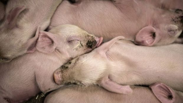Ferkelerzeuger und Schweinehalter erlebten die größte Krise seit Jahren, mahnt Gitta Connemann. Ferkelerzeuger und Schweinehalter erlebten die größte Krise seit Jahren, mahnt Gitta Connemann.