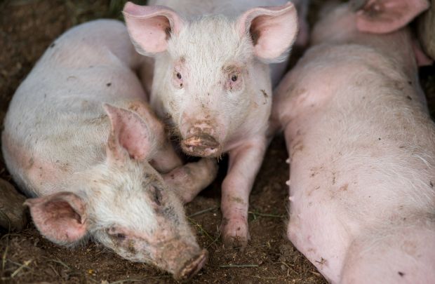 Erstmals seit langem sank die Zahl der aufgezogenen Ferkel je Wurf. Erstmals seit langem sank die Zahl der aufgezogenen Ferkel je Wurf.