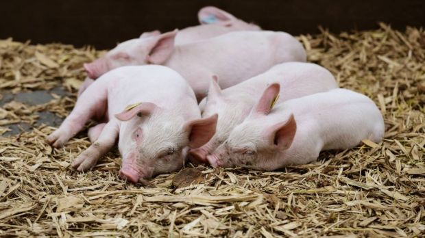 Die Schweiz gehört zu den Ländern mit den höchsten Tierwohlstandards. Tierschützern gehen die Gesetze dennoch nicht weit genug. Die Schweiz gehört zu den Ländern mit den höchsten Tierwohlstandards. Tierschützern gehen die Gesetze dennoch nicht weit genug.