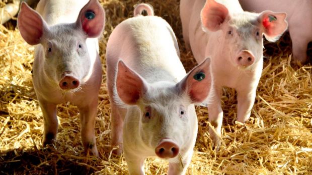 Mit Hilfe des CRISPR/Cas-Systems wurden männliche Schweine mit weiblichen Geschlechtsmerkmalen erzeugt. (Archivbild) Mit Hilfe des CRISPR/Cas-Systems wurden männliche Schweine mit weiblichen Geschlechtsmerkmalen erzeugt. (Archivbild)