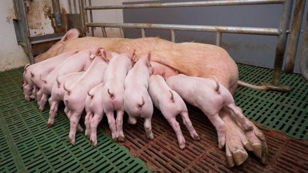 Die Deutschen Ferkelerzeuger müssen in Zukunft höhere gesetzliche Standards umsetzen und sehen sich gegenber der Konkurrenz im Ausland benachteiligt. Die Deutschen Ferkelerzeuger müssen in Zukunft höhere gesetzliche Standards umsetzen und sehen sich gegenber der Konkurrenz im Ausland benachteiligt.