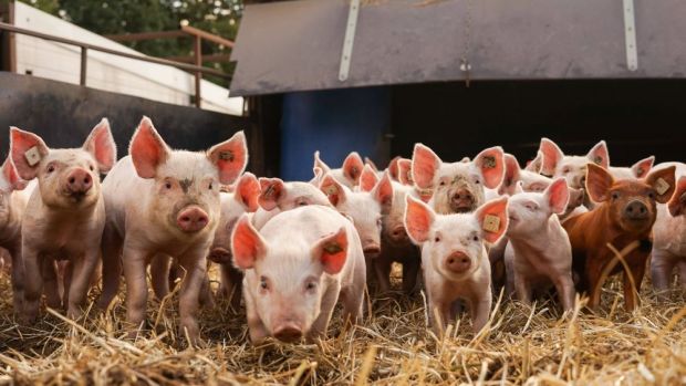Wenn in den nordwestdeutschen Veredelungsregionen alle Schweinehalter Ställe mit Auslauf ins Freie bauen wollten, würden sie schnell an immissionsschutzrechtliche Grenzen stoßen. Wenn in den nordwestdeutschen Veredelungsregionen alle Schweinehalter Ställe mit Auslauf ins Freie bauen wollten, würden sie schnell an immissionsschutzrechtliche Grenzen stoßen.