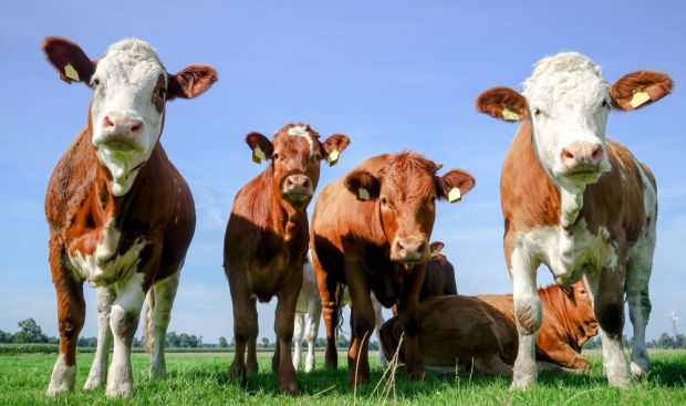 Bei der Rinderherde verzeichnet das Destatis einen Rückgang von 2,9 Prozent. Bei der Rinderherde verzeichnet das Destatis einen Rückgang von 2,9 Prozent.
