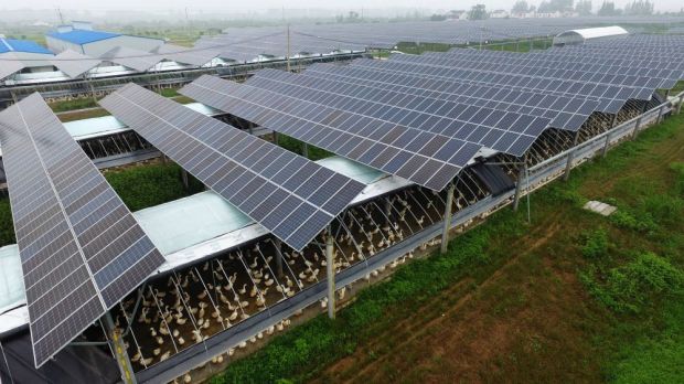 Große Tierhaltungsanlagen, wie dieser Betrieb für die Gänsemast in der ostchinesischen Provinz Jiangsu, sollen dabei helfen, den steigenden Bedarf zu decken. Große Tierhaltungsanlagen, wie dieser Betrieb für die Gänsemast in der ostchinesischen Provinz Jiangsu, sollen dabei helfen, den steigenden Bedarf zu decken.