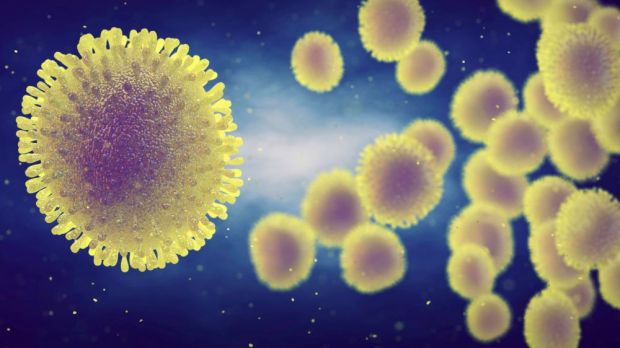 Das Geflügelpestvirus tötet in Nordwesteuropa viele Wildvögel. Das Geflügelpestvirus tötet in Nordwesteuropa viele Wildvögel.
