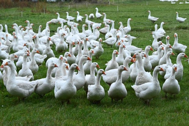 Vor allem Geflügelhalter, die ihre Tiere im Freiland halten, müssen eine Ausbreitung der Krankheit unter Wildvögeln fürchten. Vor allem Geflügelhalter, die ihre Tiere im Freiland halten, müssen eine Ausbreitung der Krankheit unter Wildvögeln fürchten.