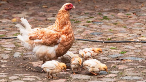 Den Ausbruch in einer Hobbyhaltung nahm Landwirtschaftsminister Til Backhaus zum Anlass, die Geflügelhalter zur Einhaltung der Biosicherheitsmaßnahmen zu mahnen. (Archivbild) Den Ausbruch in einer Hobbyhaltung nahm Landwirtschaftsminister Til Backhaus zum Anlass, die Geflügelhalter zur Einhaltung der Biosicherheitsmaßnahmen zu mahnen. (Archivbild)