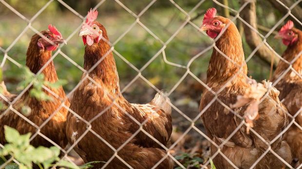 Die Haltung des Geflügels im Freiland wird vom immer mehr Verbrauchern gewünscht; der Wechsel vom Stall ins Gelände bringt jedoch auch fast „vergessene“ Krankheiten zurück. Die Haltung des Geflügels im Freiland wird vom immer mehr Verbrauchern gewünscht; der Wechsel vom Stall ins Gelände bringt jedoch auch fast „vergessene“ Krankheiten zurück.