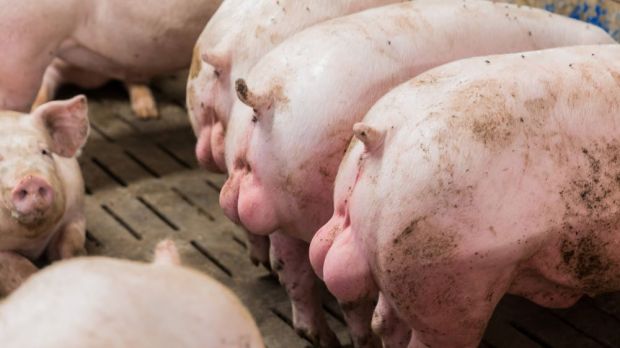 Auch geruchsunauffälliges Fleisch und Fettgewebe von Jungebern ist hinsichtlich der Verwendung eingeschränkt. Auch geruchsunauffälliges Fleisch und Fettgewebe von Jungebern ist hinsichtlich der Verwendung eingeschränkt.