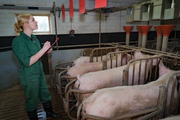 Die Zuschüssen sollen dabei helfen, das Tierwohl in der Sauenhaltung zu verbessern. Die Zuschüssen sollen dabei helfen, das Tierwohl in der Sauenhaltung zu verbessern.