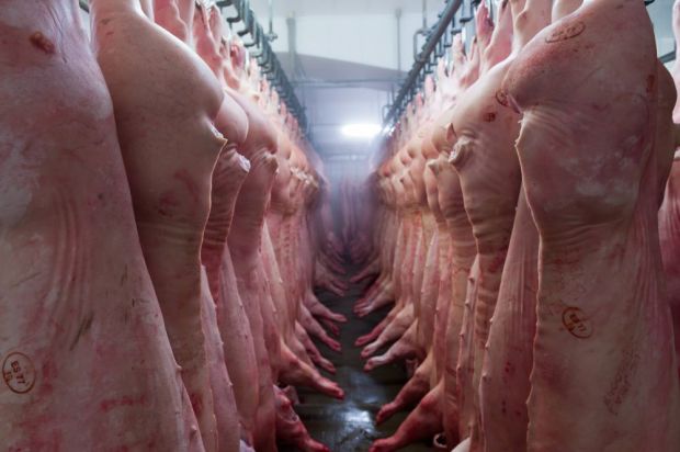Der DRV fürchtet um den Absatz von deutschem Schweinefleisch. Der DRV fürchtet um den Absatz von deutschem Schweinefleisch.