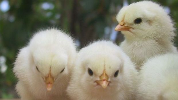Das Töten männlicher Küken soll verboten werden. Der LEH beginnt bereits damit, die Lieferanten in die Pflicht zu nehmen. Das Töten männlicher Küken soll verboten werden. Der LEH beginnt bereits damit, die Lieferanten in die Pflicht zu nehmen.