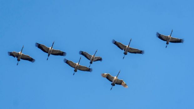Niedrige Temperaturen und der Vogelzug begünstigen im Herbst die Ausbreitung der Vogelgrippe. Niedrige Temperaturen und der Vogelzug begünstigen im Herbst die Ausbreitung der Vogelgrippe.