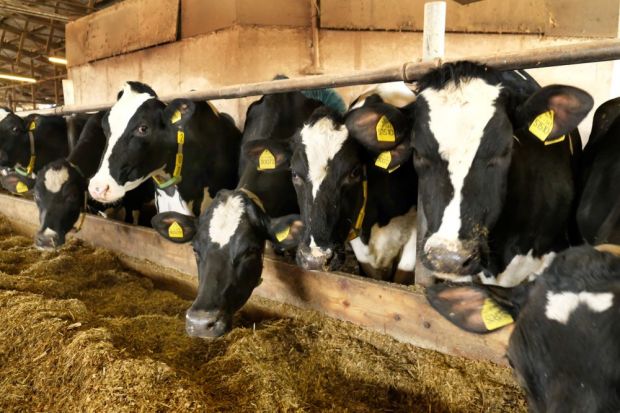 Im europäischen Vergleich verteuerten sich Schlachtkühe in Deutschland Ende Mai überdurchschnittlich. Im europäischen Vergleich verteuerten sich Schlachtkühe in Deutschland Ende Mai überdurchschnittlich.