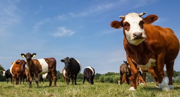 Agrabiz ermöglicht es gezielte Kaufanfragen nach Rasse, Gattung und Qualitätsprogramm zu senden. Agrabiz ermöglicht es gezielte Kaufanfragen nach Rasse, Gattung und Qualitätsprogramm zu senden.