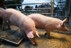 Lebendvieh - Anlieferung Schweine - BU Gärtringen Lebendvieh - Anlieferung Schweine - BU Gärtringen