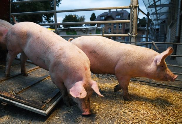 Mit der Anlieferung von Schweinen beginnt der Tierschutz am Schlachthof. Mit der Anlieferung von Schweinen beginnt der Tierschutz am Schlachthof.