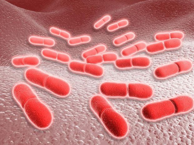 Gefährliche Krankheitserreger: Listeria monocytogenes. Gefährliche Krankheitserreger: Listeria monocytogenes.