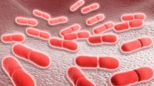 Gefährliche Krankheitserreger: Listeria monocytogenes. Gefährliche Krankheitserreger: Listeria monocytogenes.