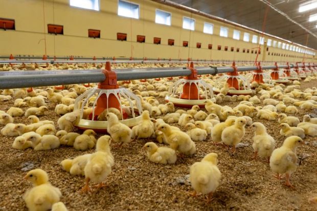 Die Resistenzraten von Antibiotika sind laut einem Bericht des Bundesamts für Verbraucherschutz und Lebensmittelsicherheit (BVL) unter Masthähnchen und Mastputen am höchsten. Die Resistenzraten von Antibiotika sind laut einem Bericht des Bundesamts für Verbraucherschutz und Lebensmittelsicherheit (BVL) unter Masthähnchen und Mastputen am höchsten.