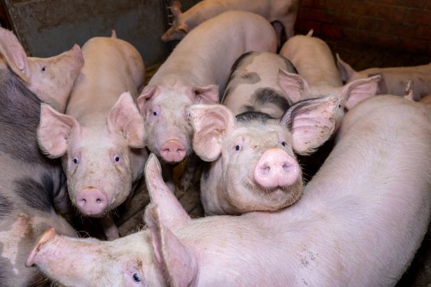 Der Ausfall der Schlachtkapazitäten in Rheda-Wiedenbrück bringen zusätzlichen Druck in den Markt. Der Ausfall der Schlachtkapazitäten in Rheda-Wiedenbrück bringen zusätzlichen Druck in den Markt.