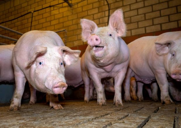 Der Rückstau am Schweinemarkt nach der Tönnies-Schließung hält an. Der Rückstau am Schweinemarkt nach der Tönnies-Schließung hält an.