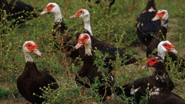 350.000 Enten mussten in Frankreich bereits gekeult werden. (Archivbild) 350.000 Enten mussten in Frankreich bereits gekeult werden. (Archivbild)