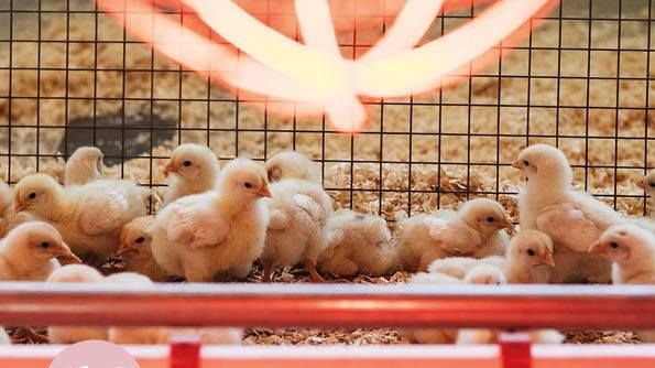 Die Nachfrage für Bruderhahnfleisch sei vorhanden, beispielsweise für Wurstprodukte oder Babynahrung, heißt es bei Naturland. Die Nachfrage für Bruderhahnfleisch sei vorhanden, beispielsweise für Wurstprodukte oder Babynahrung, heißt es bei Naturland.