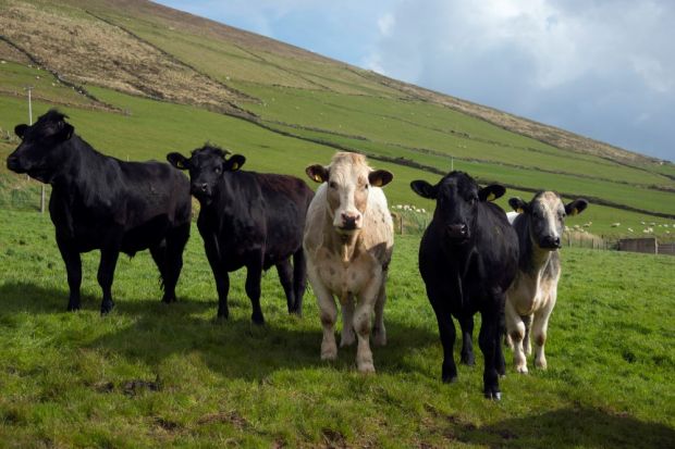 In Irland stiegen die Preise für Schlachtrinder gegen den europäischen Trend. In Irland stiegen die Preise für Schlachtrinder gegen den europäischen Trend.