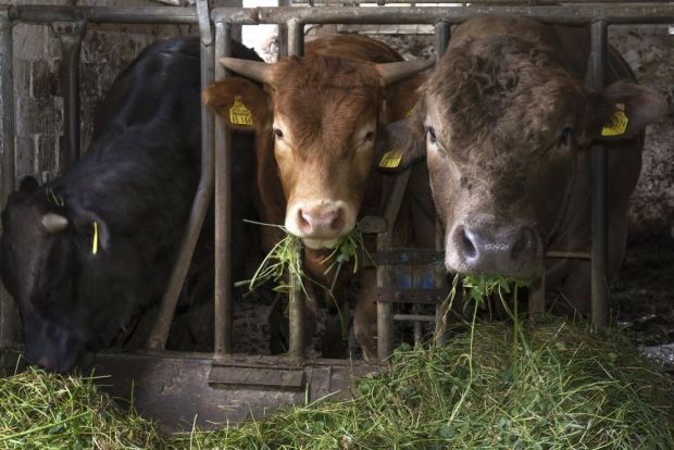 Landwirte aus der Region können auch in Zukunft ihre Rinder, Schweine, Schafe, Ziegen und Pferde in Kronach schlachten lassen. Landwirte aus der Region können auch in Zukunft ihre Rinder, Schweine, Schafe, Ziegen und Pferde in Kronach schlachten lassen.