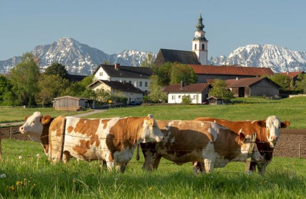 In vertrauter Umgebung und durch den Verzicht auf den Transport in den Schlachtbetrieb ist eine besonders tierschonende Schlachtung möglich, In vertrauter Umgebung und durch den Verzicht auf den Transport in den Schlachtbetrieb ist eine besonders tierschonende Schlachtung möglich,