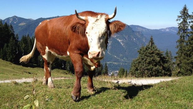 Rind auf der Kreuzalm oberhalb von Garmisch-Partenkirchen. Rind auf der Kreuzalm oberhalb von Garmisch-Partenkirchen.