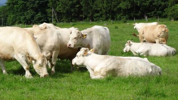 Charolais und Simmentaler auf Hofgut Rehbachtal im hessischen Lahn-Dill-Kreis. Charolais und Simmentaler auf Hofgut Rehbachtal im hessischen Lahn-Dill-Kreis.