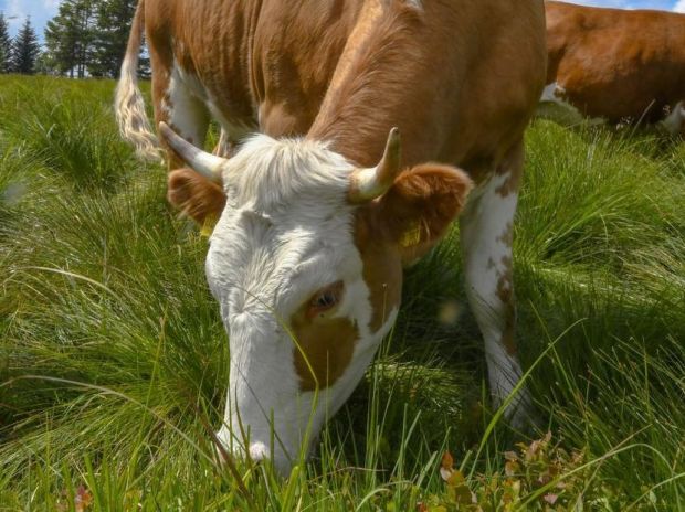 Fleisch aus Weidehaltung – wie am Schliffkopf im Hochschwarzwald – schmeckt uns vor allem, weil es das schönste und natürlichste landwirtschaftliche Produktionsprinzip ist. Fleisch aus Weidehaltung – wie am Schliffkopf im Hochschwarzwald – schmeckt uns vor allem, weil es das schönste und natürlichste landwirtschaftliche Produktionsprinzip ist.