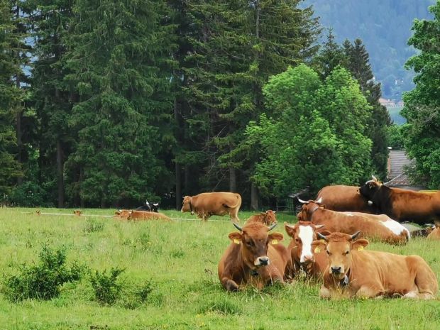 Die Schlachtrinderpreise in der Europäischen Union haben im Schnitt der Mitgliedsländer zuletzt wenig Bewegung gezeigt. Die Schlachtrinderpreise in der Europäischen Union haben im Schnitt der Mitgliedsländer zuletzt wenig Bewegung gezeigt.